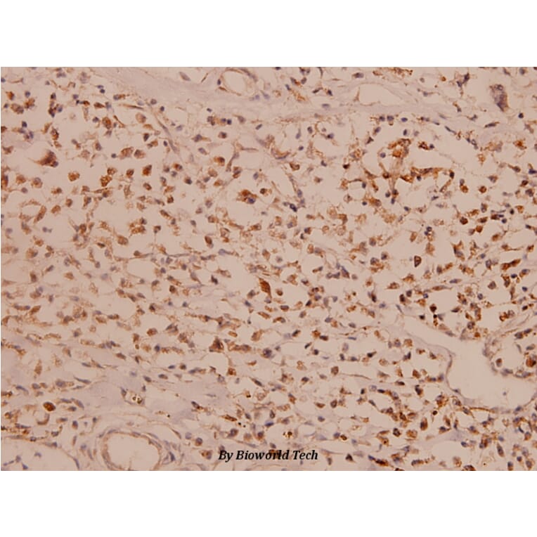 Anti-Myc (R367) Antibody from Bioworld Technology (BS1243) - Antibodies.com