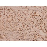 Anti-Myc (R367) Antibody from Bioworld Technology (BS1243) - Antibodies.com