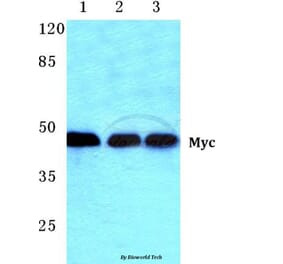 Anti-Myc (K52) Antibody from Bioworld Technology (BS1244) - Antibodies.com