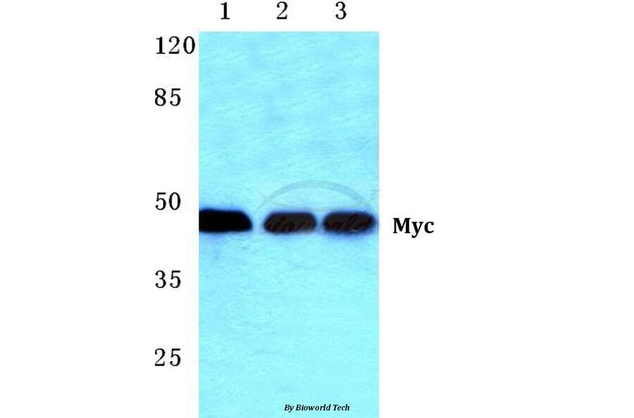 Anti-Myc (K52) Antibody from Bioworld Technology (BS1244) - Antibodies.com