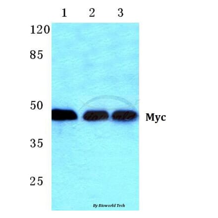 Anti-Myc (K52) Antibody from Bioworld Technology (BS1244) - Antibodies.com