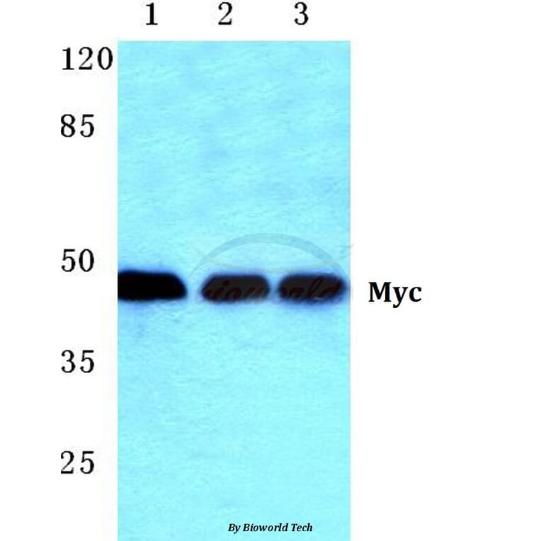 Anti-Myc (K52) Antibody from Bioworld Technology (BS1244) - Antibodies.com