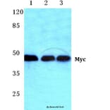 Anti-Myc (K52) Antibody from Bioworld Technology (BS1244) - Antibodies.com