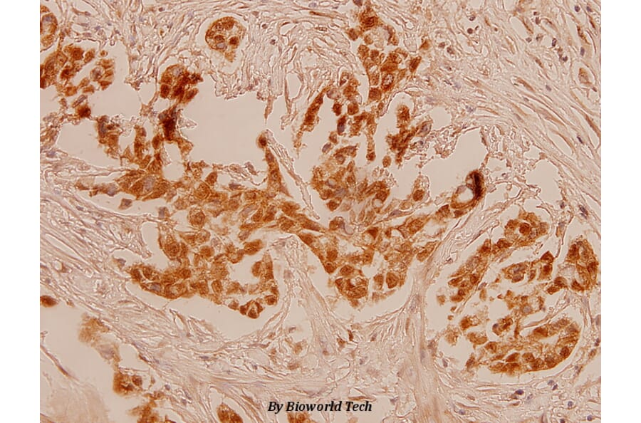 Anti-Myc (K52) Antibody from Bioworld Technology (BS1244) - Antibodies.com