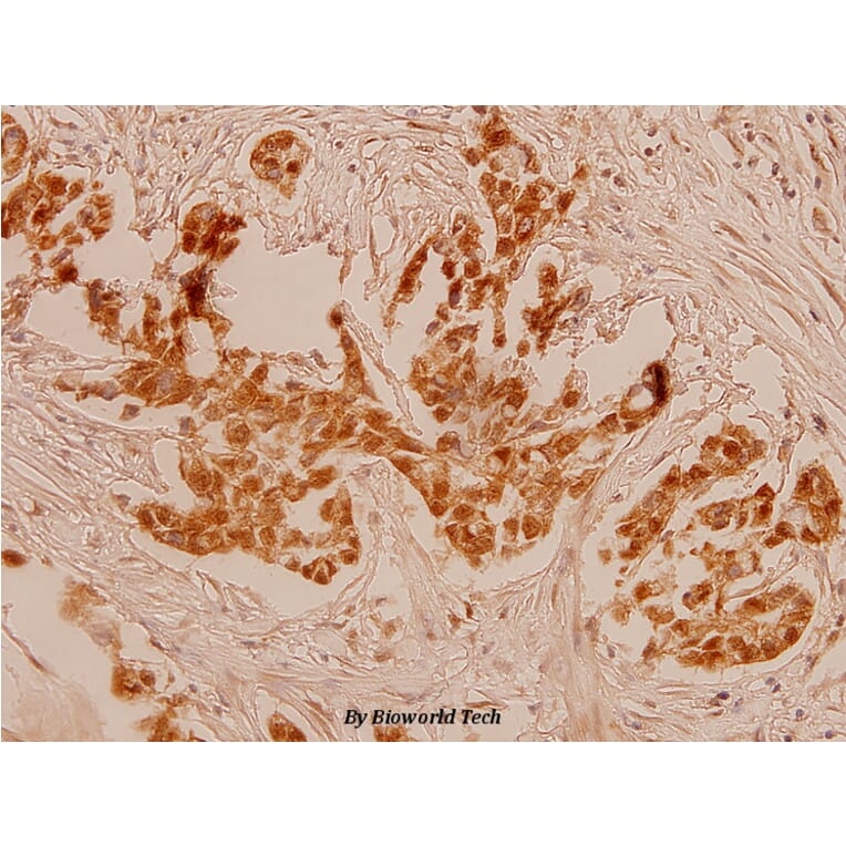 Anti-Myc (K52) Antibody from Bioworld Technology (BS1244) - Antibodies.com