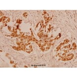 Anti-Myc (K52) Antibody from Bioworld Technology (BS1244) - Antibodies.com