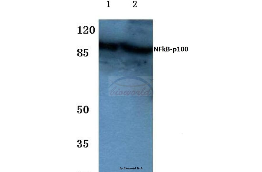 Anti-NFkB-p100 (S865) Antibody from Bioworld Technology (BS1246) - Antibodies.com