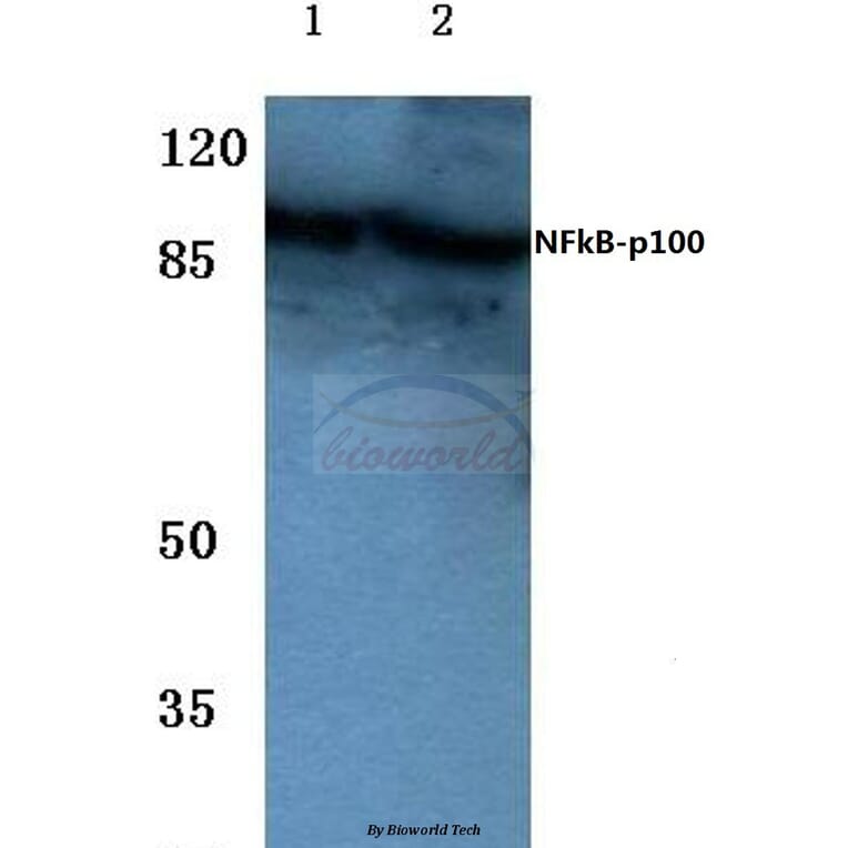 Anti-NFkB-p100 (S865) Antibody from Bioworld Technology (BS1246) - Antibodies.com