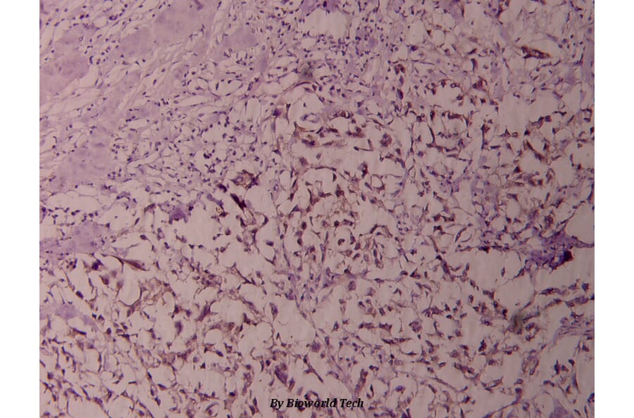 Anti-NFkB-p100 (S865) Antibody from Bioworld Technology (BS1246) - Antibodies.com