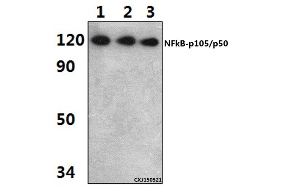 Anti-NFkB-p105/p50 (Q332) Antibody from Bioworld Technology (BS1249) - Antibodies.com
