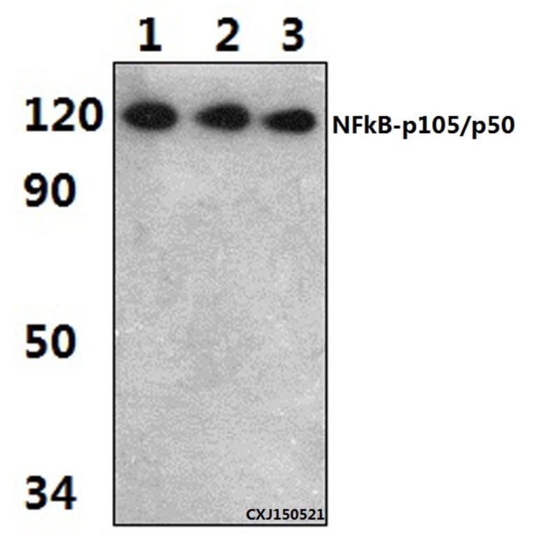 Anti-NFkB-p105/p50 (Q332) Antibody from Bioworld Technology (BS1249) - Antibodies.com