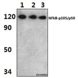 Anti-NFkB-p105/p50 (Q332) Antibody from Bioworld Technology (BS1249) - Antibodies.com