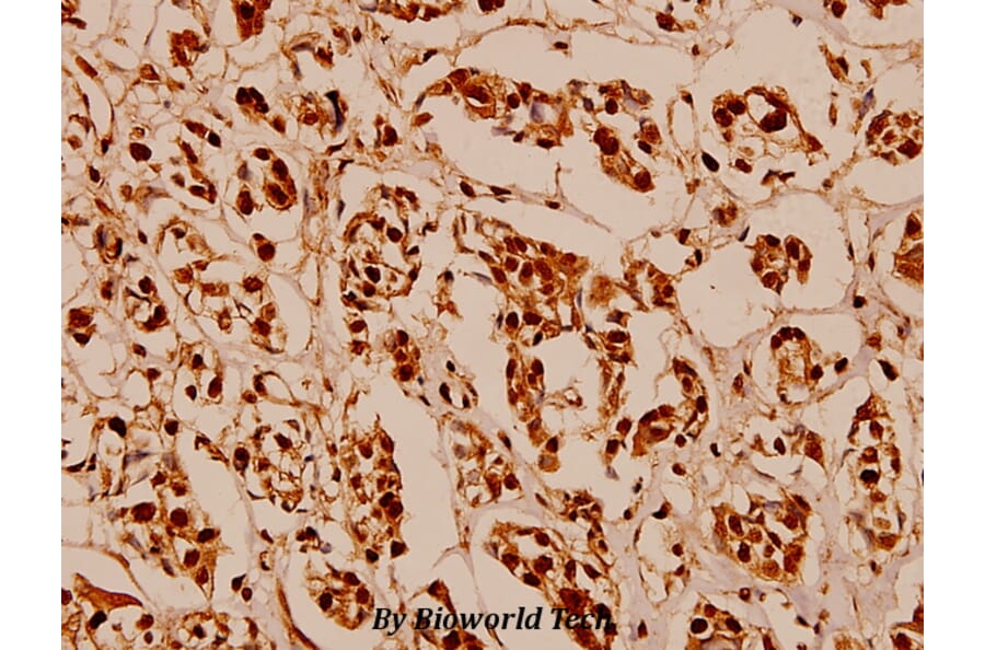 Anti-NFkB-p105/p50 (Q332) Antibody from Bioworld Technology (BS1249) - Antibodies.com