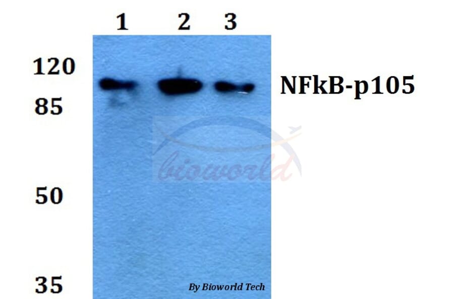 Anti-NFkB-p105 (V887) Antibody from Bioworld Technology (BS1250) - Antibodies.com