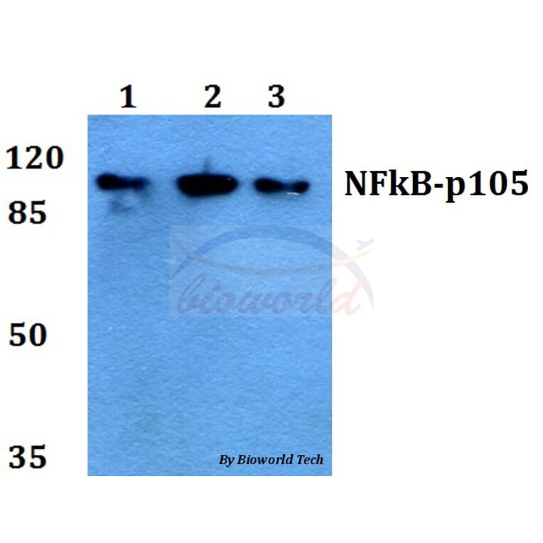 Anti-NFkB-p105 (V887) Antibody from Bioworld Technology (BS1250) - Antibodies.com