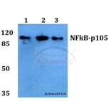Anti-NFkB-p105 (V887) Antibody from Bioworld Technology (BS1250) - Antibodies.com