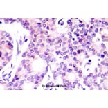 Anti-NFkB-p105 (V887) Antibody from Bioworld Technology (BS1250) - Antibodies.com