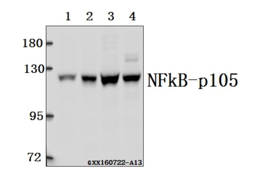 Anti-NFkB-p105 (A901) Antibody from Bioworld Technology (BS1251) - Antibodies.com