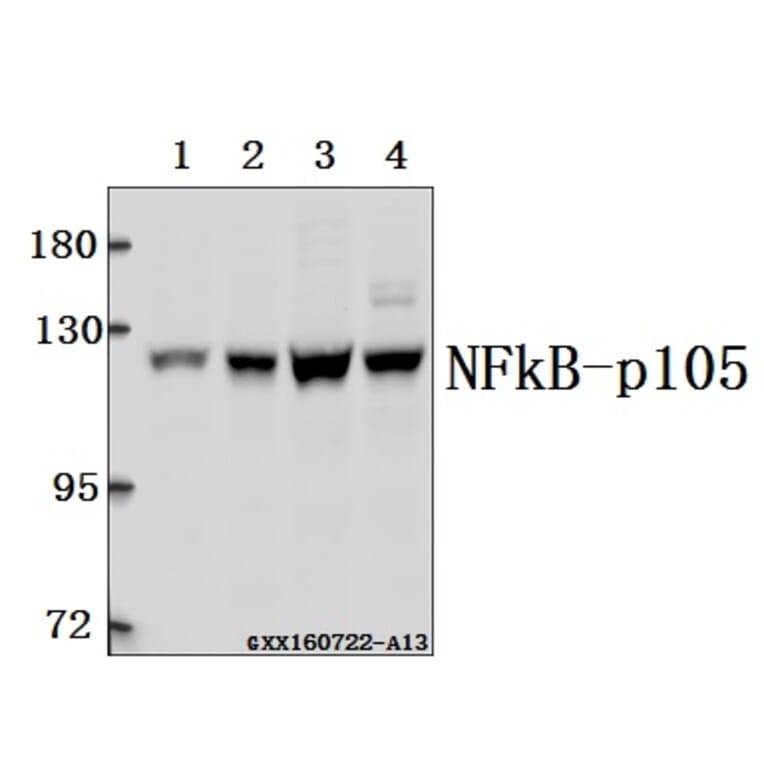 Anti-NFkB-p105 (A901) Antibody from Bioworld Technology (BS1251) - Antibodies.com