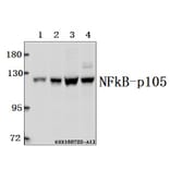 Anti-NFkB-p105 (A901) Antibody from Bioworld Technology (BS1251) - Antibodies.com