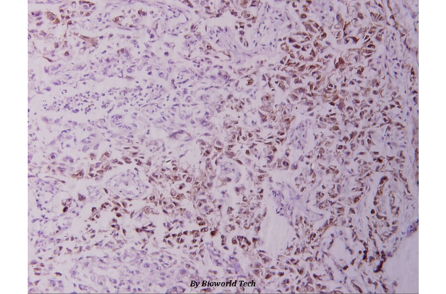 Anti-NFkB-p105 (A901) Antibody from Bioworld Technology (BS1251) - Antibodies.com