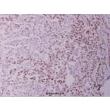 Anti-NFkB-p105 (A901) Antibody from Bioworld Technology (BS1251) - Antibodies.com