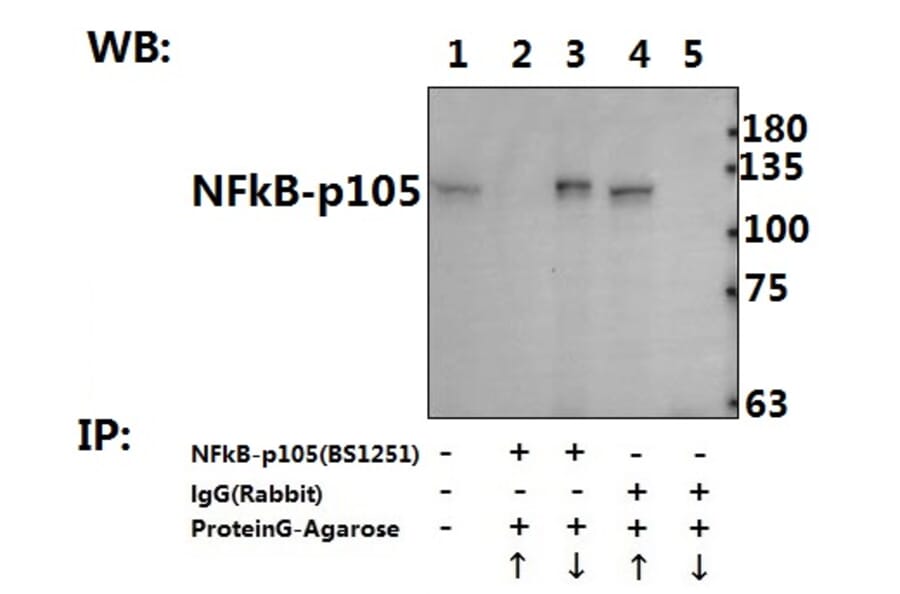 Anti-NFkB-p105 (A901) Antibody from Bioworld Technology (BS1251) - Antibodies.com