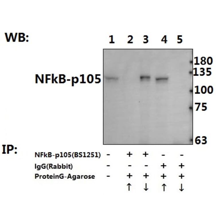 Anti-NFkB-p105 (A901) Antibody from Bioworld Technology (BS1251) - Antibodies.com