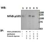 Anti-NFkB-p105 (A901) Antibody from Bioworld Technology (BS1251) - Antibodies.com