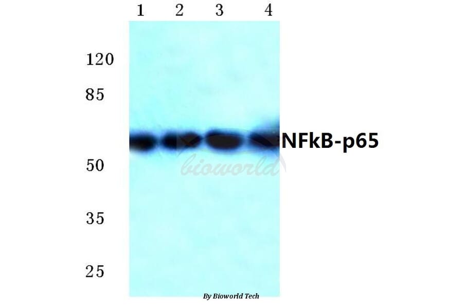 Anti-NFkB-p65 (M270) Antibody from Bioworld Technology (BS1253) - Antibodies.com