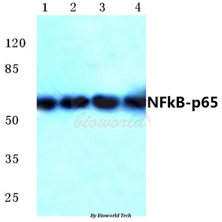 Anti-NFkB-p65 (M270) Antibody from Bioworld Technology (BS1253) - Antibodies.com