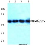 Anti-NFkB-p65 (M270) Antibody from Bioworld Technology (BS1253) - Antibodies.com