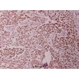 Anti-NFkB-p65 (M270) Antibody from Bioworld Technology (BS1253) - Antibodies.com