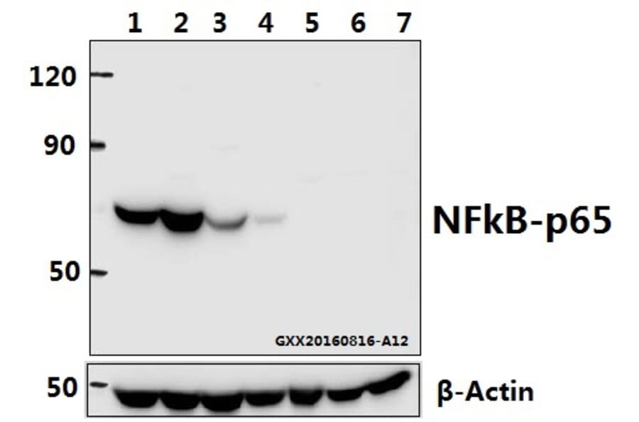 Anti-NFkB-p65 (T429) Antibody from Bioworld Technology (BS1254) - Antibodies.com