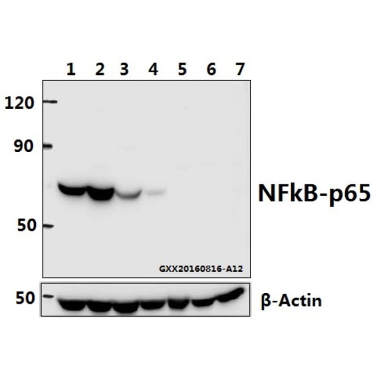 Anti-NFkB-p65 (T429) Antibody from Bioworld Technology (BS1254) - Antibodies.com