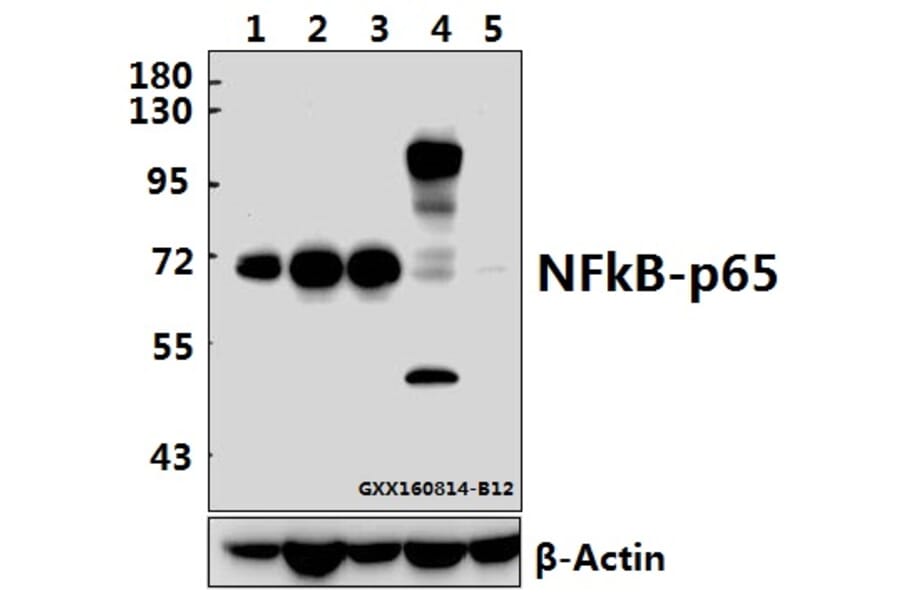 Anti-NFkB-p65 (L523) Antibody from Bioworld Technology (BS1256) - Antibodies.com