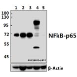 Anti-NFkB-p65 (L523) Antibody from Bioworld Technology (BS1256) - Antibodies.com