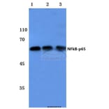 Anti-NFkB-p65 (L523) Antibody from Bioworld Technology (BS1256) - Antibodies.com