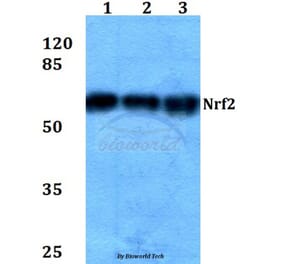 Anti-Nrf2 (L593) Antibody from Bioworld Technology (BS1258) - Antibodies.com