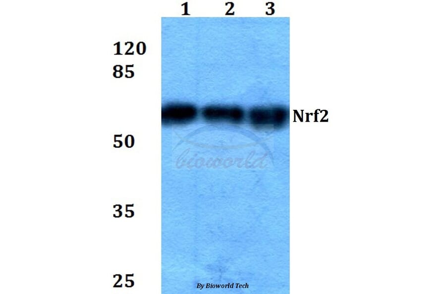 Anti-Nrf2 (L593) Antibody from Bioworld Technology (BS1258) - Antibodies.com