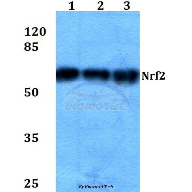 Anti-Nrf2 (L593) Antibody from Bioworld Technology (BS1258) - Antibodies.com