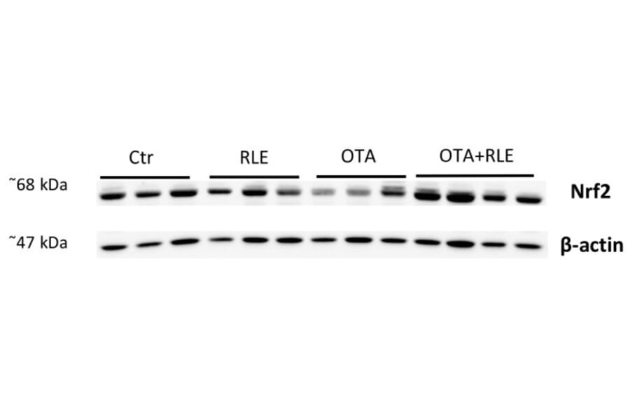 Western Blot - Anti-Nrf2 (L593) Antibody - Antibodies.com