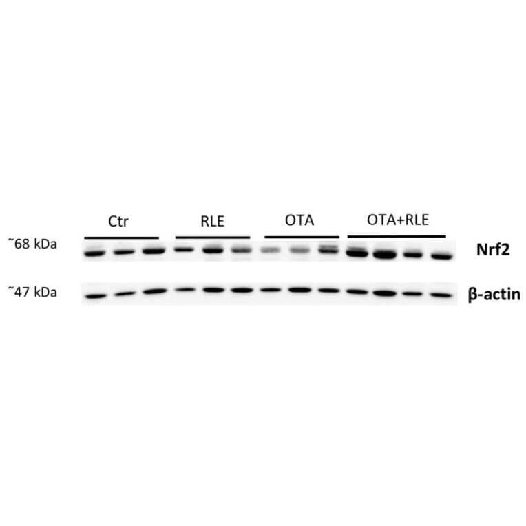 Western Blot - Anti-Nrf2 (L593) Antibody - Antibodies.com