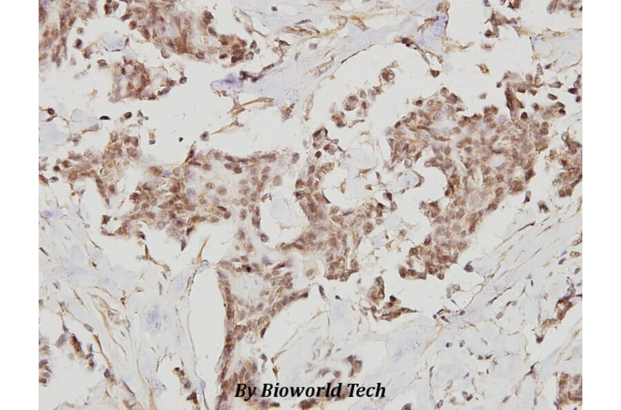 Anti-Nrf2 (L593) Antibody from Bioworld Technology (BS1258) - Antibodies.com