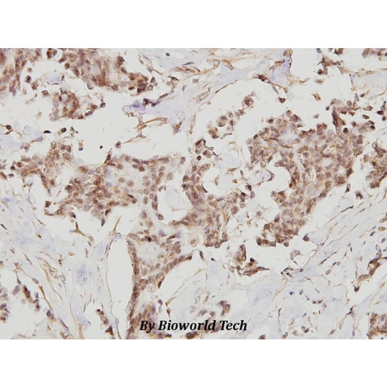 Anti-Nrf2 (L593) Antibody from Bioworld Technology (BS1258) - Antibodies.com