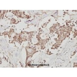 Anti-Nrf2 (L593) Antibody from Bioworld Technology (BS1258) - Antibodies.com