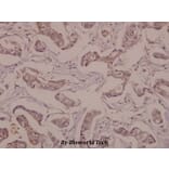 Anti-NSE/Enolase (R400) Antibody from Bioworld Technology (BS1259) - Antibodies.com