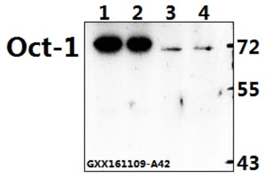 Anti-Oct-1 (L68) Antibody from Bioworld Technology (BS1260) - Antibodies.com