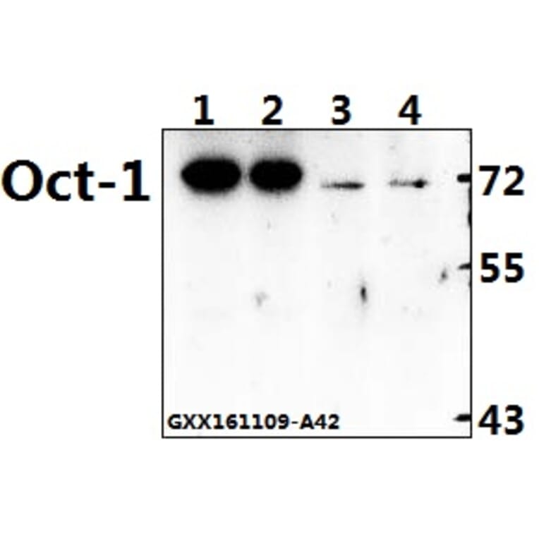 Anti-Oct-1 (L68) Antibody from Bioworld Technology (BS1260) - Antibodies.com
