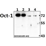 Anti-Oct-1 (L68) Antibody from Bioworld Technology (BS1260) - Antibodies.com